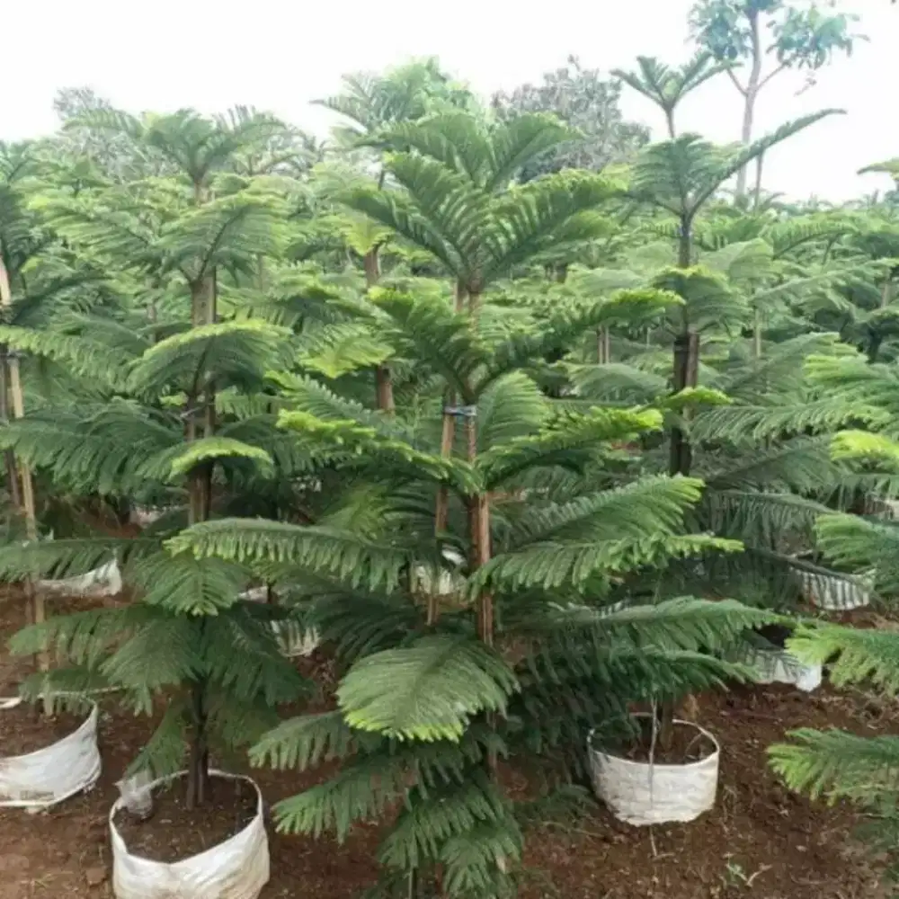 Cemara Norfolk tinggi 1 meter