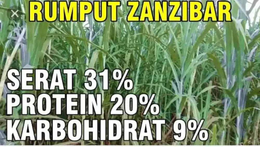 Bibit stek rumput pakan zanzibar pakan ternak