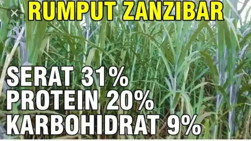 Bibit stek rumput pakan zanzibar pakan ternak