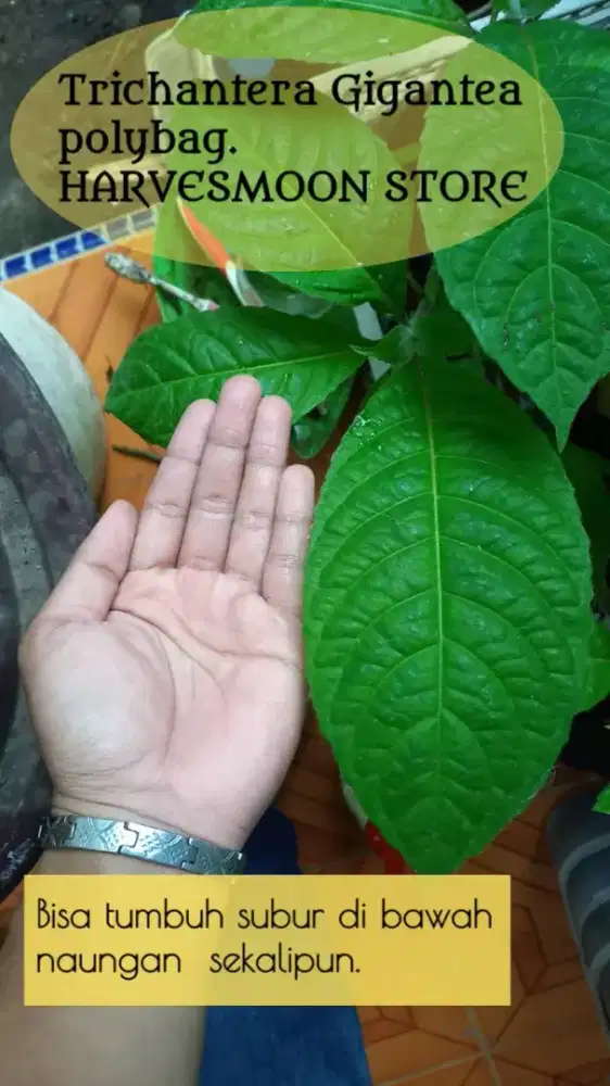 Trichantera gigantea pakan ternak jual per pot