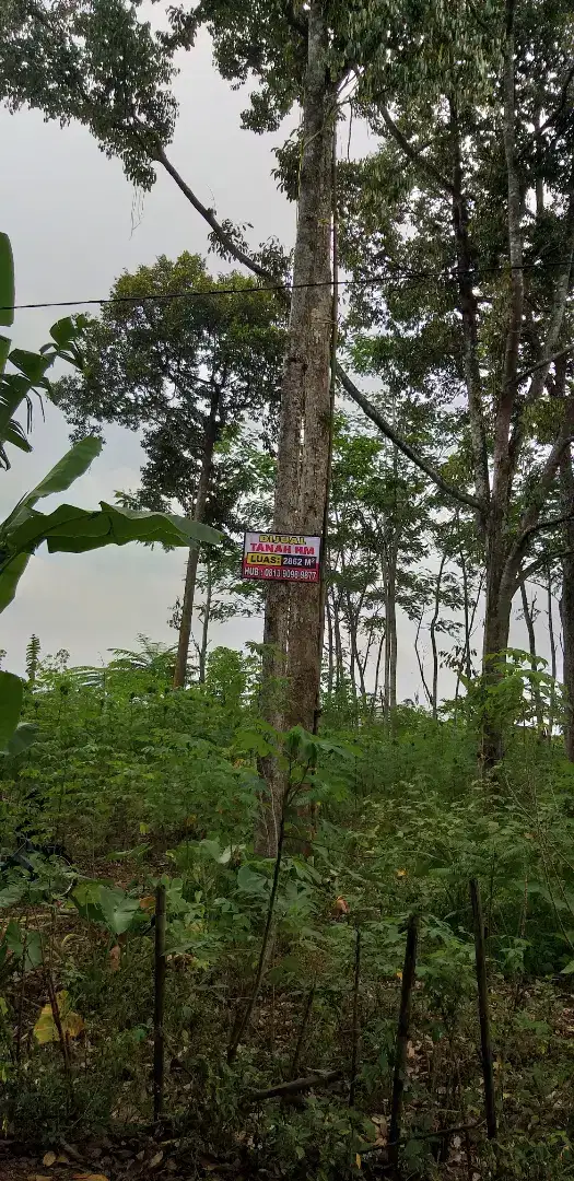 DIJUAL Tanah Kebun Mijen BSB Semarang SHM