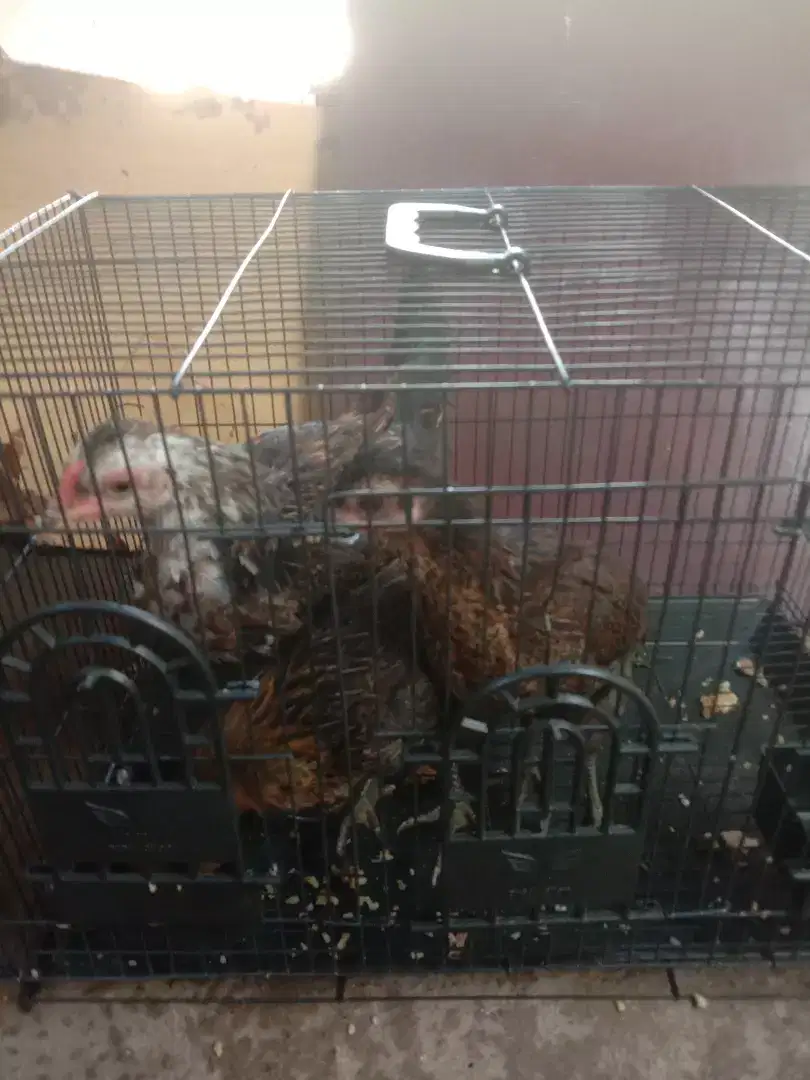 Ayam kampung pemeliharaan sendiri