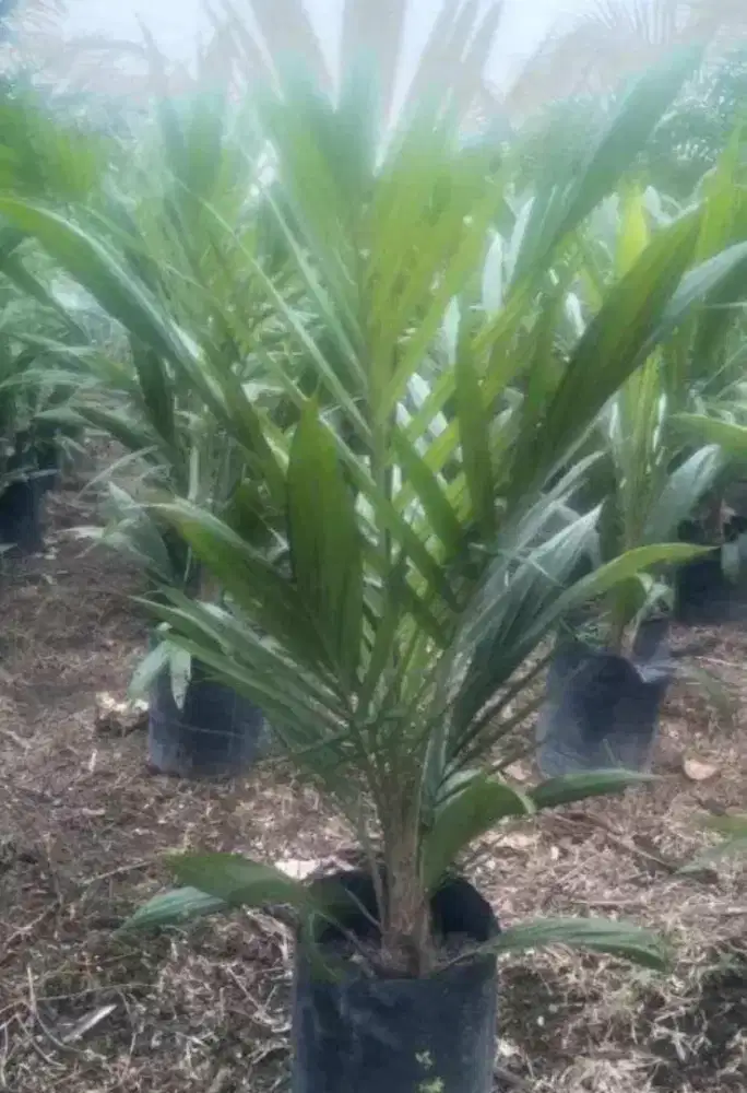 Bibit Sawit Yagambi Usia 10 Bulan