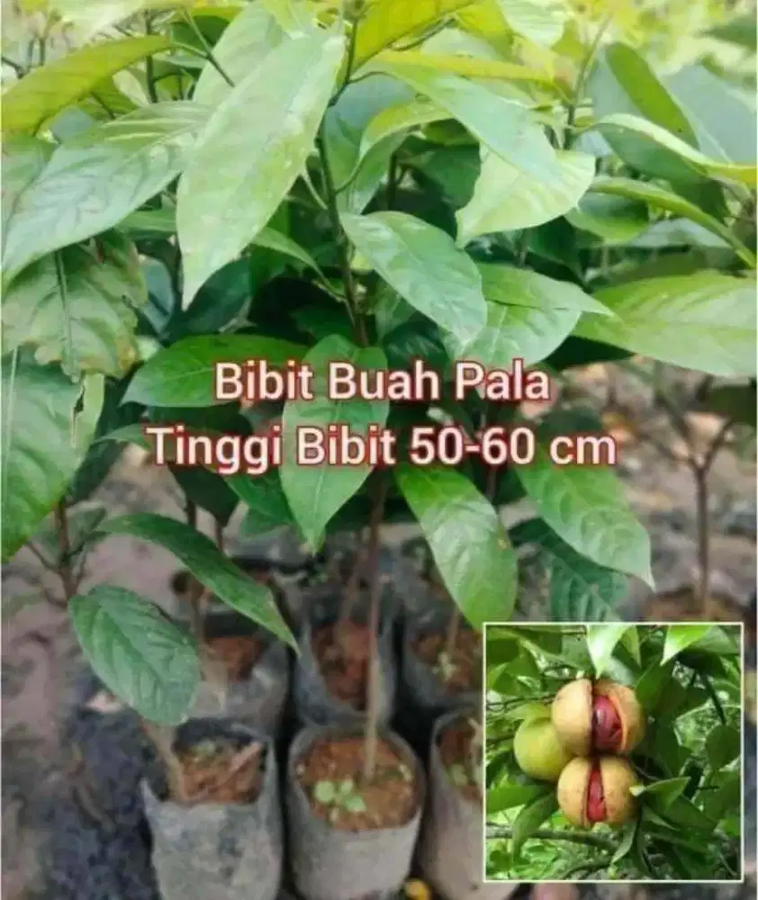 Bibit Buah Pala Tinggi 50 - 60 cm