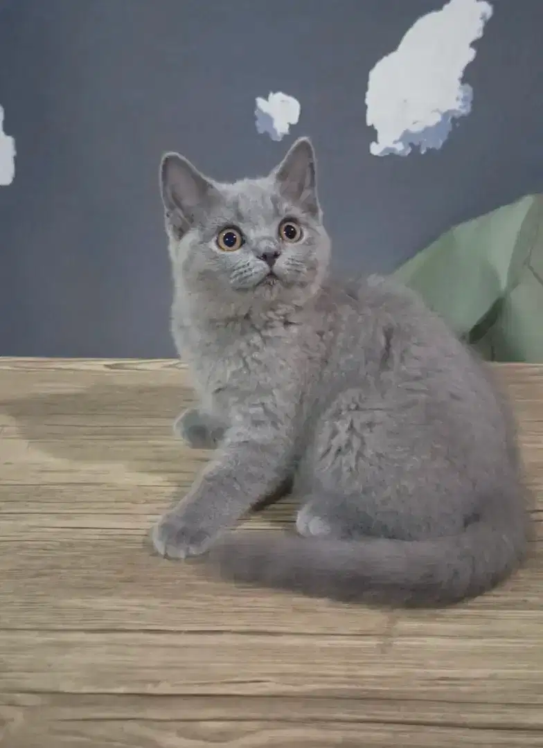 Kucing BSH British Shorthair Blue Solid Betina 4 bulan Ped / Non Ped