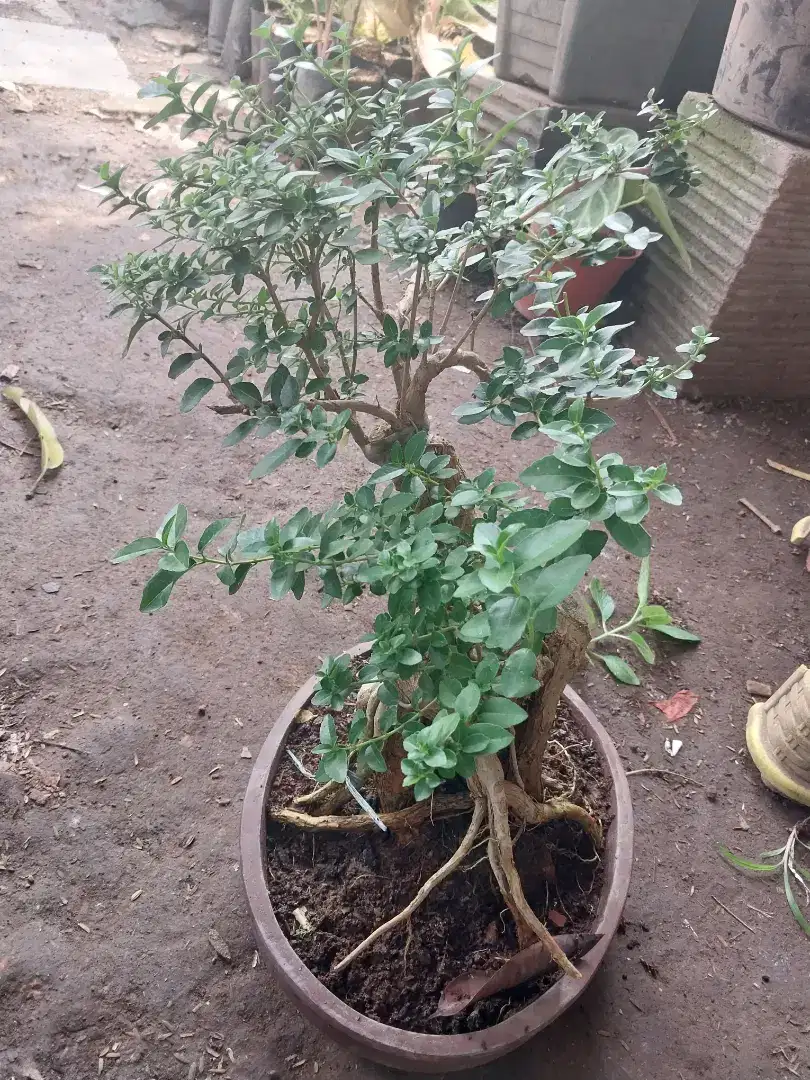 Bonsai sancang unik ukuran medium