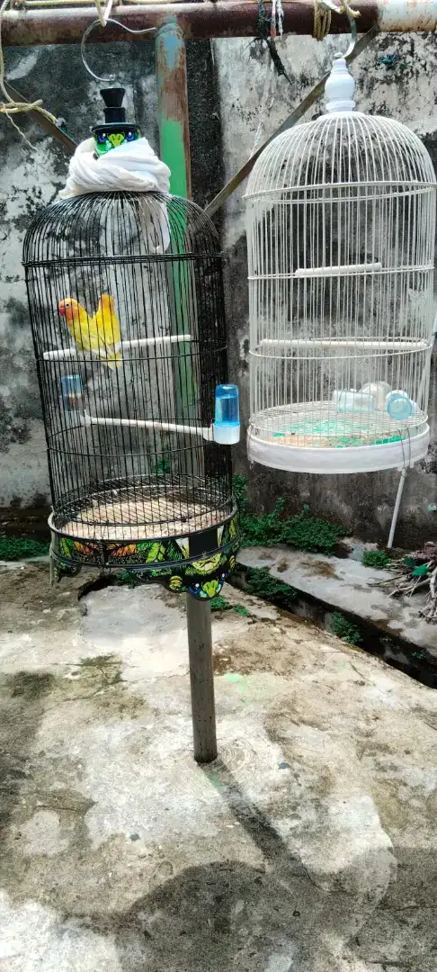 Lovebird kandang  fokus borongan