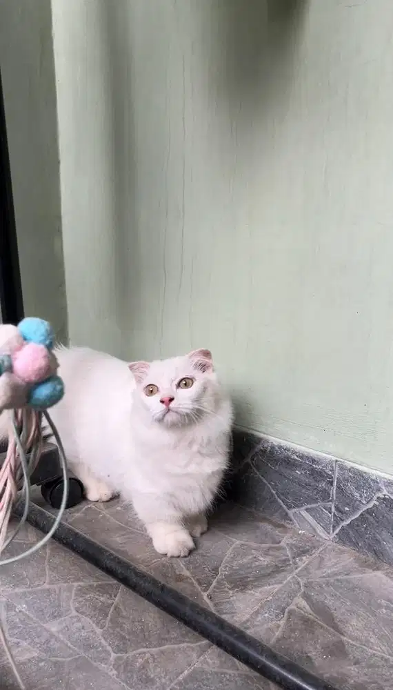 Kucing Munchkin Fold