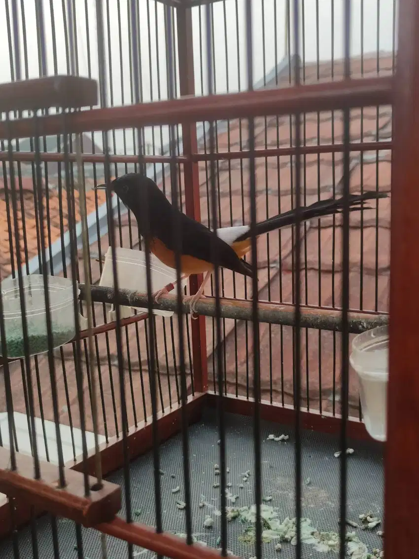 Burung Murai batu F4