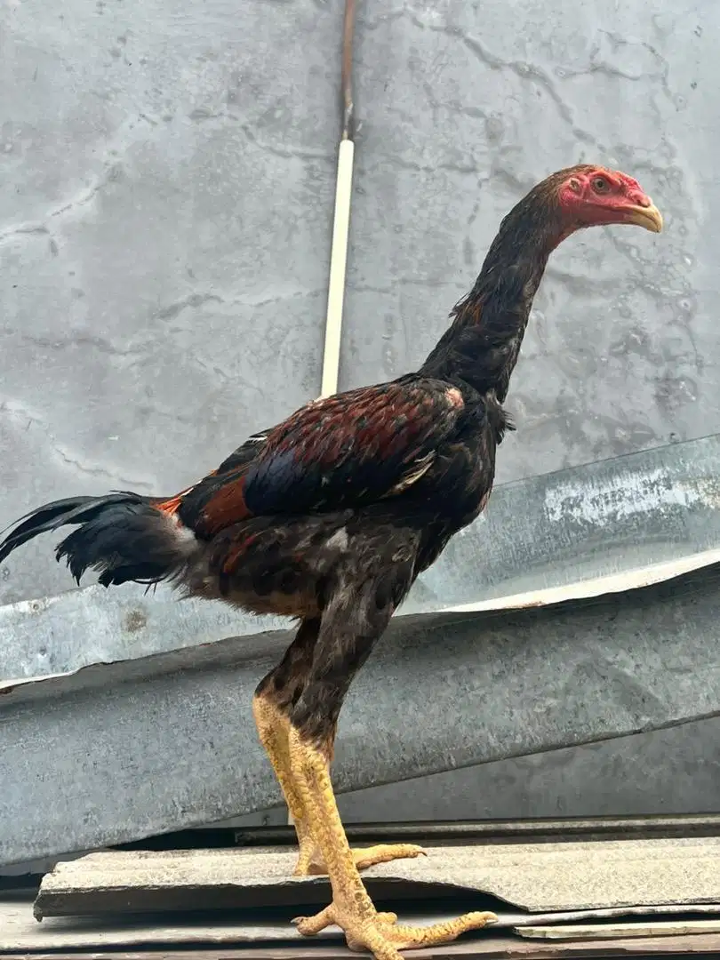 Ayam Shamo Jerman x Pakhoy Tinggi Besar