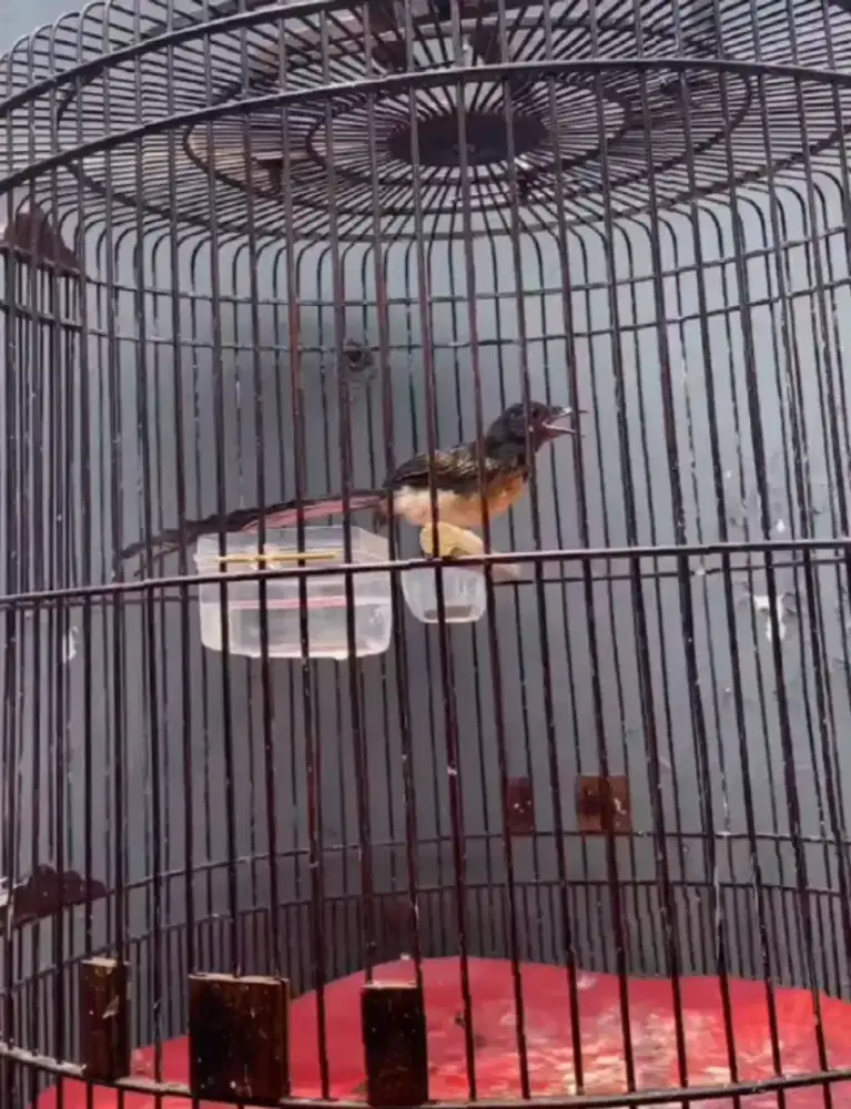 murai trotol jantan trah ekor panjang 40x20cm dds line