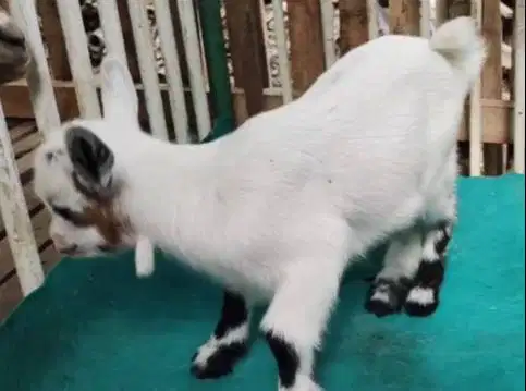 sepasang anakan kambing mini pygmi 3 bulanan koleksian unik kerdil top