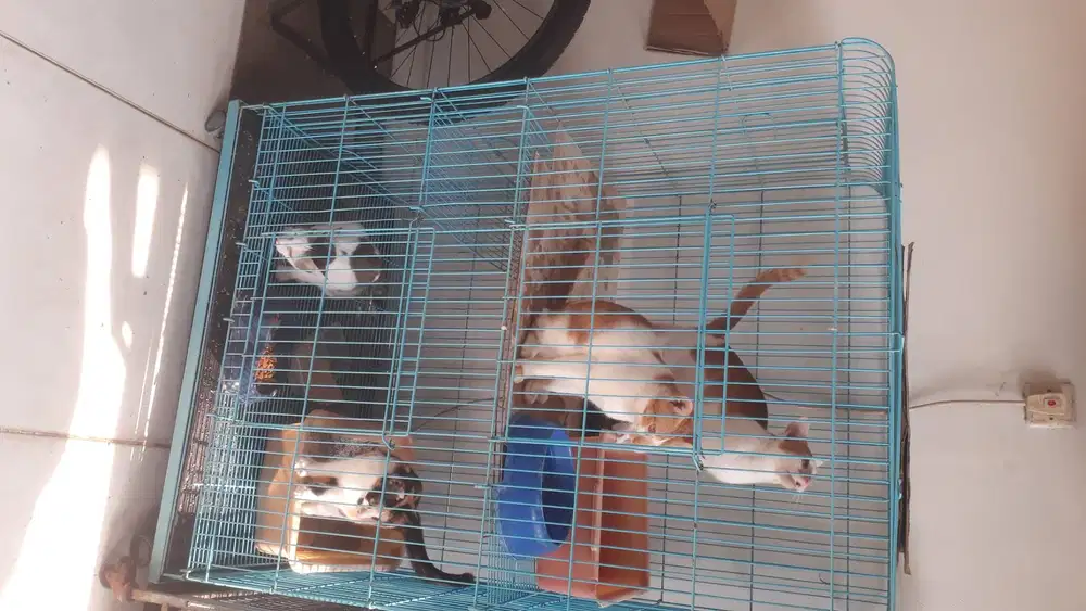 Kandang kucing jumbo 3 tingkat