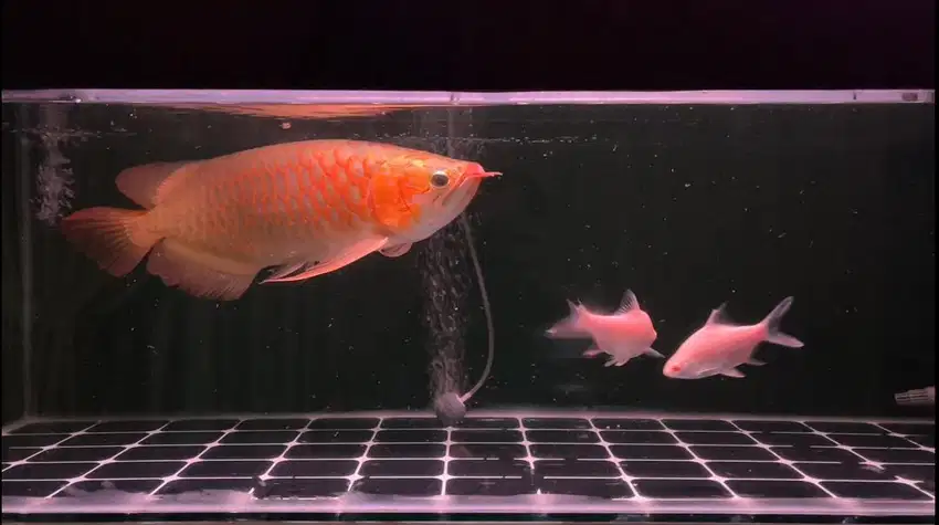 Ikan Arwana SR Super Red 50cm