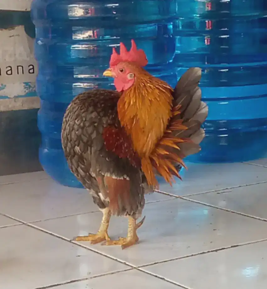 Ayam Serama Abu2 api.di Jagakarsa Jakarta Selatan