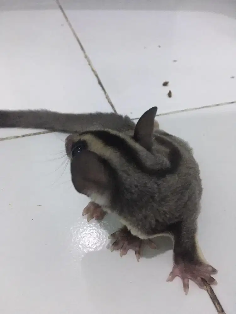 Di jual Sugar Glider Classic Grey Het leu umur 1 tahun jantan jitot
