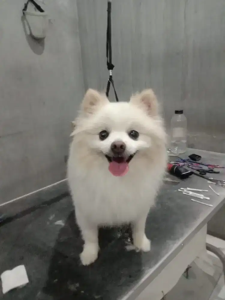 grooming kucing dan anjing panggilan kerumah house call