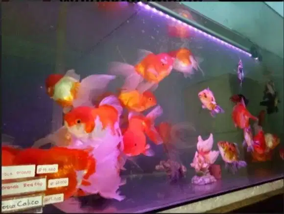 Maskoki Tosa dan Oranda