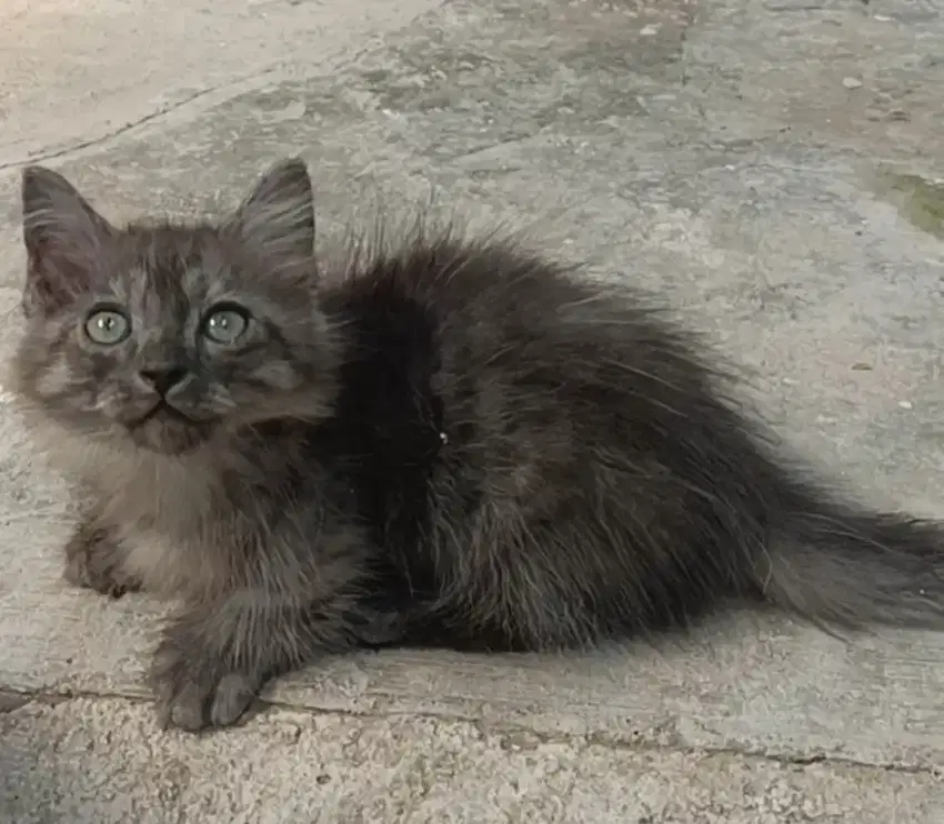 Kucing Munchkin kaki pendek (cebol)