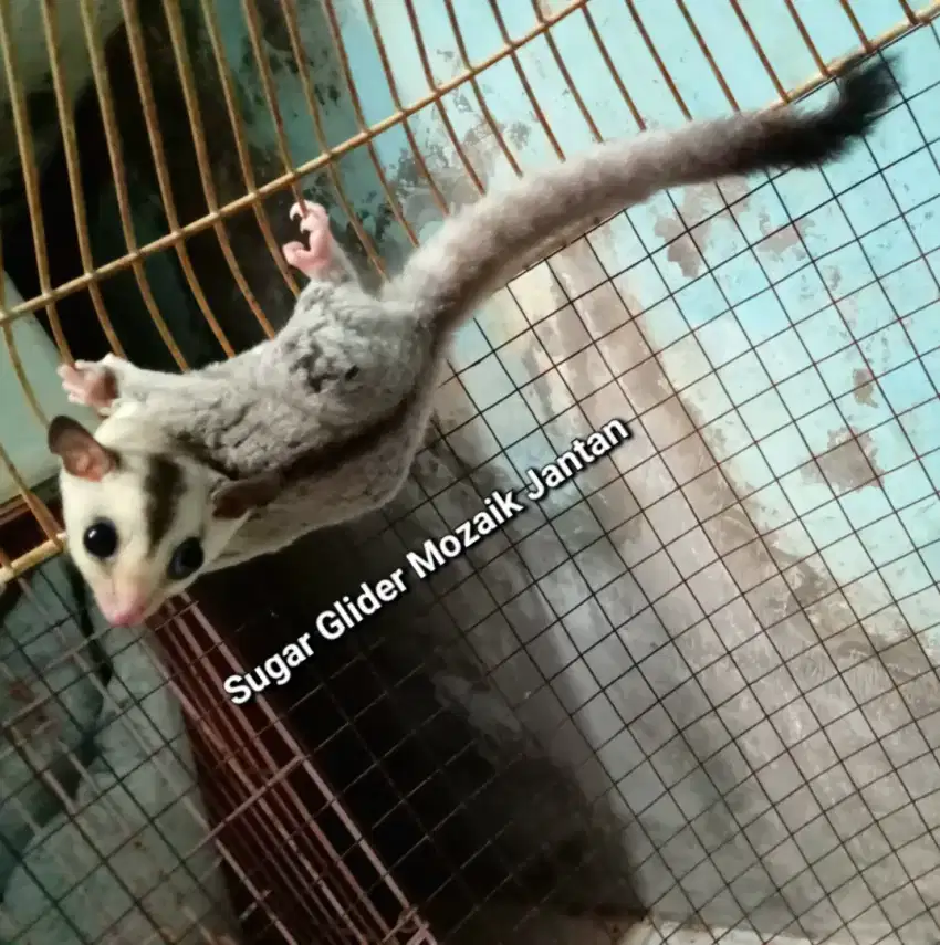 Joey Sugar glider platinum mozaik jantan