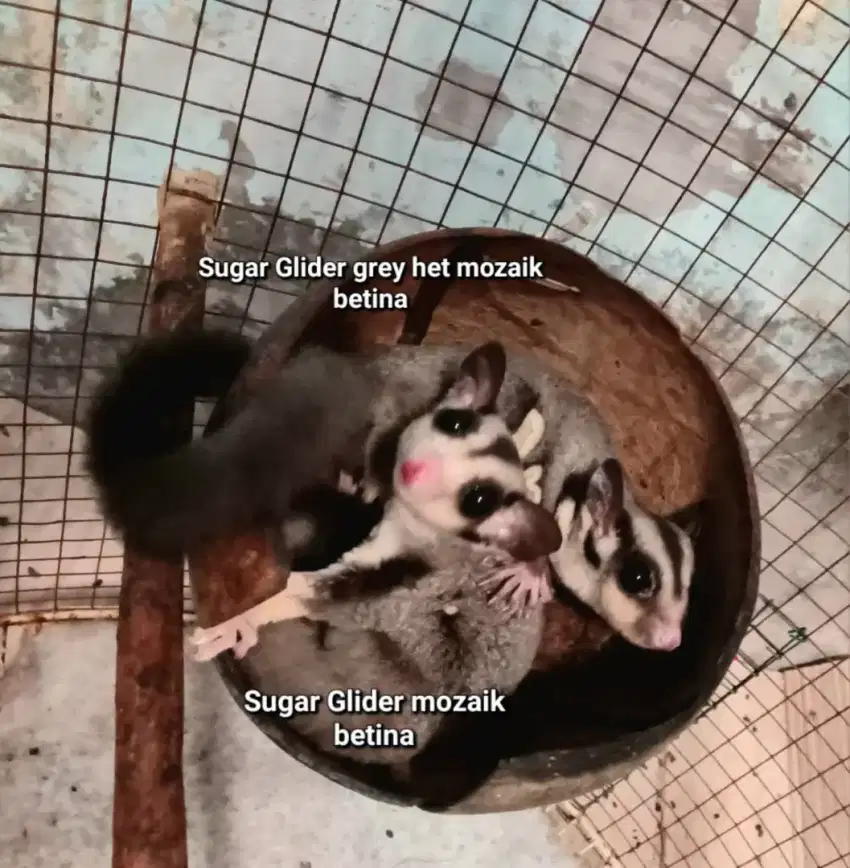 Sugar glider joey mozaik betina