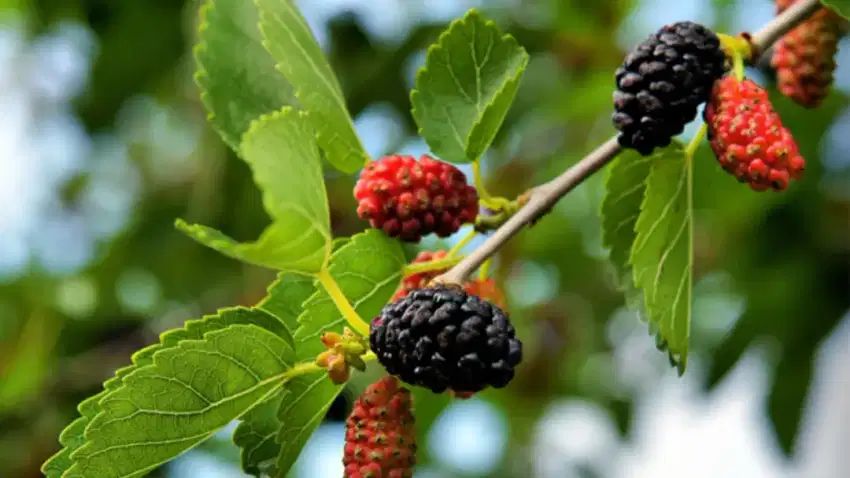 BIBIT BUAH MURBEY HITAM  (MULBERRY)