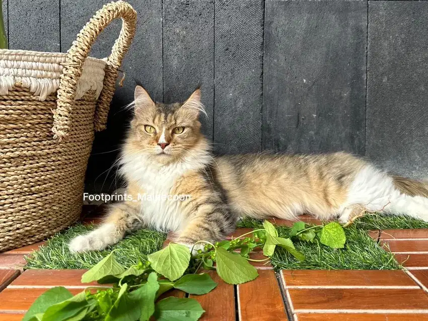 Calon indukan Maine coon Betina Mainecoon