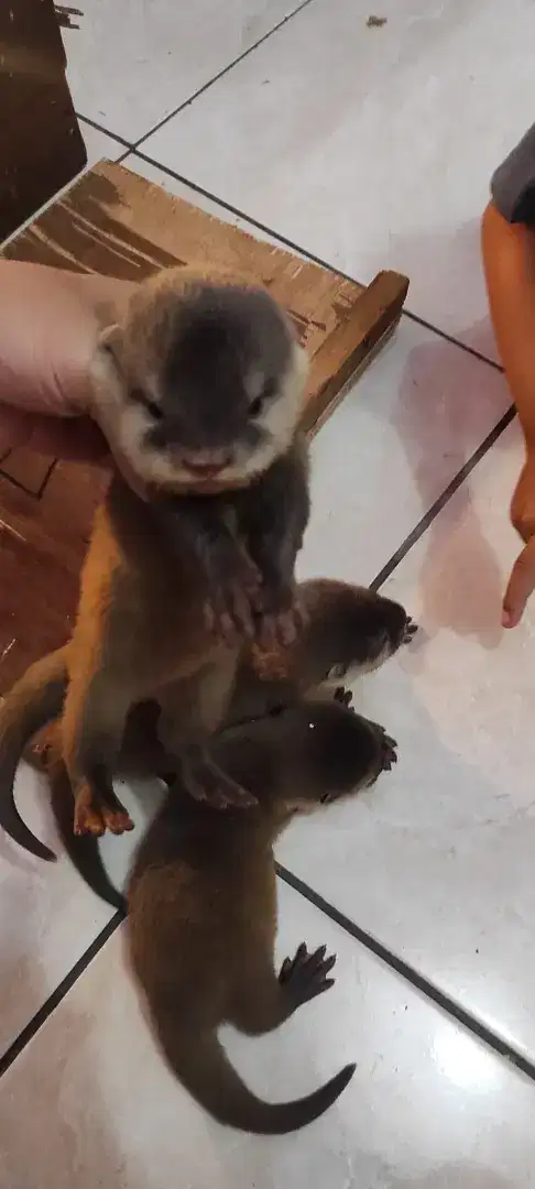 Anjing air / Sero sehat gemuk
