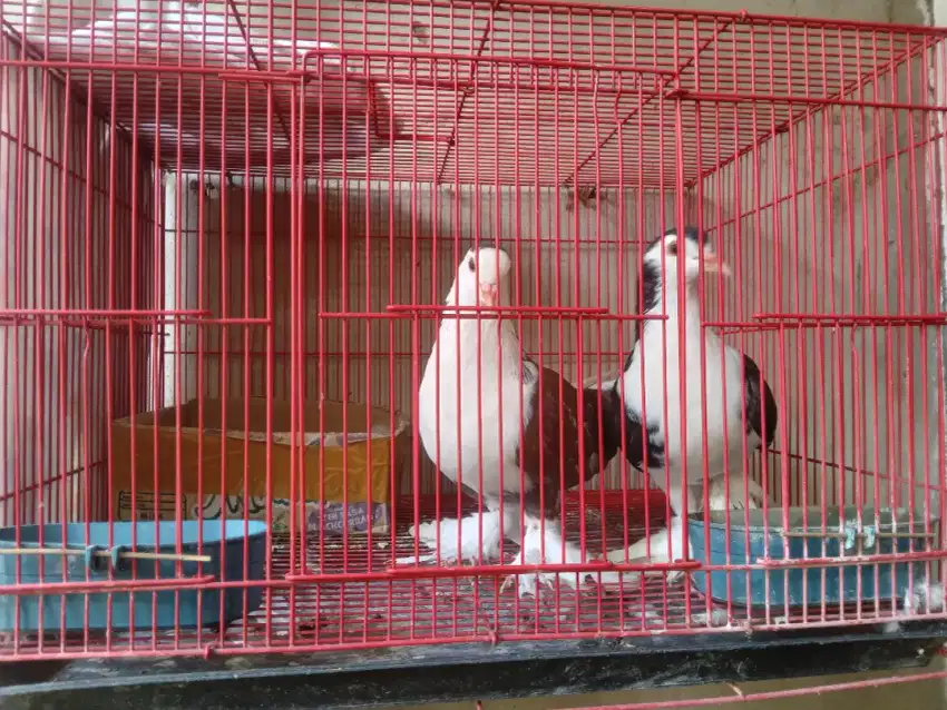 Burung Merpati Lahore Sudah Jinak dan Jodoh dari Anak