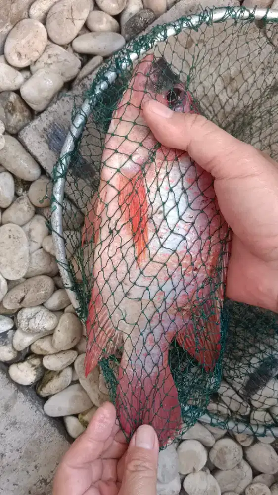 Calon Indukan Ikan Nila Merah Super Ukuran +/- 23 cm