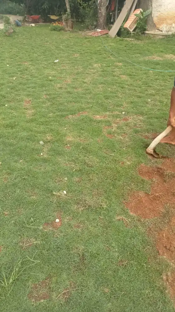 Jual rumput Peking hijau permeter