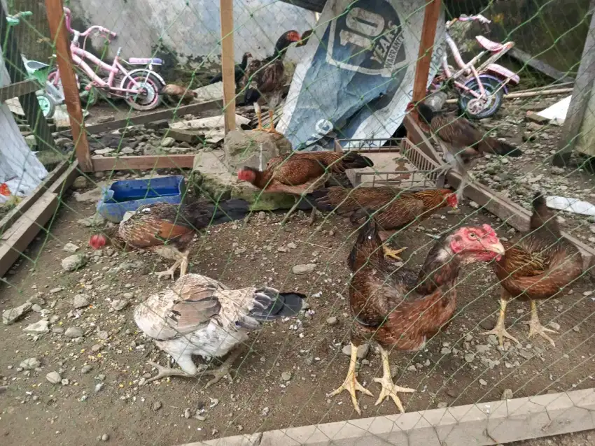 Ayam kampung indukan