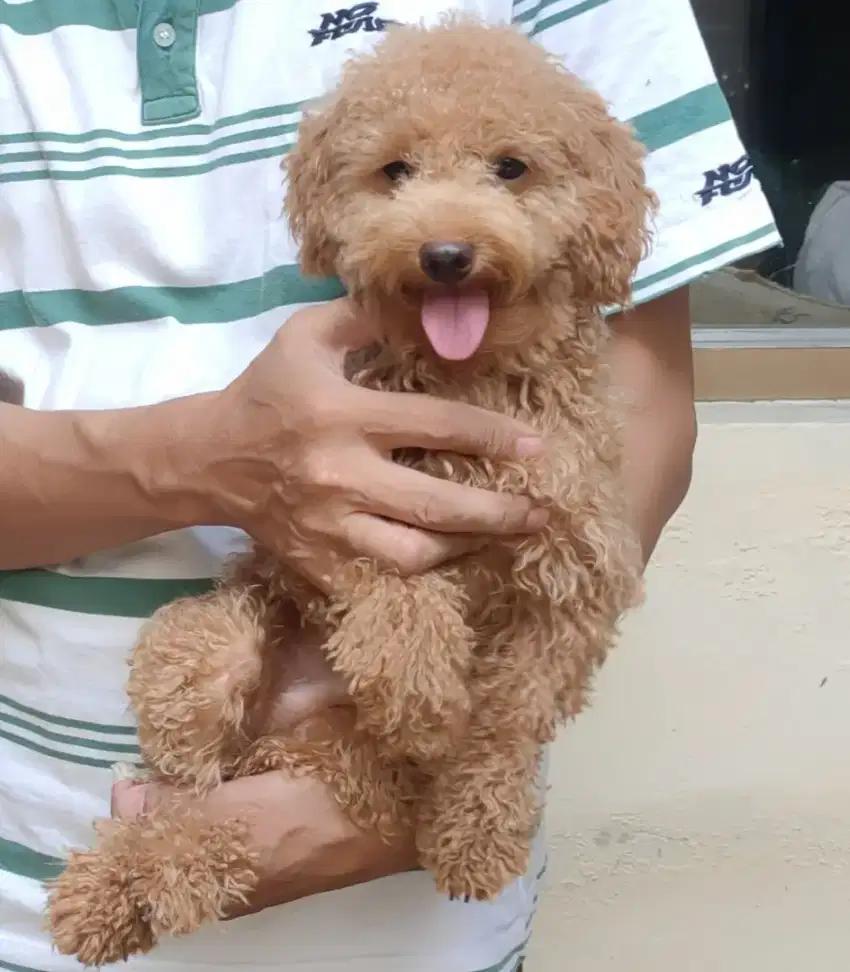 DI JUAL MURAH TOY POODLE APRICOT JANTAN STAMBUM VAKSIN KUALITAS BAGUS