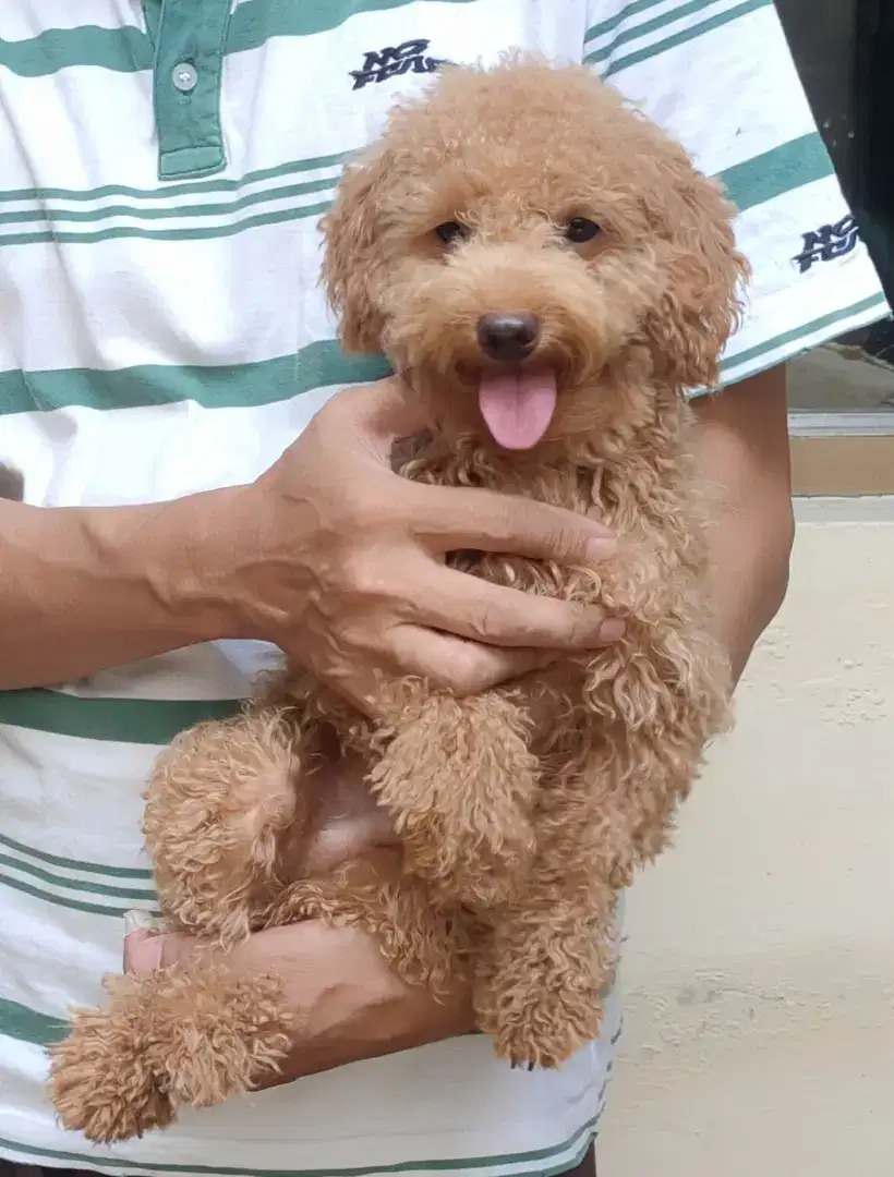 DI JUAL MURAH TOY POODLE APRICOT JANTAN STAMBUM VAKSIN