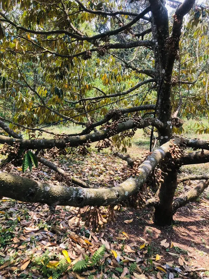 Kebun Durian Produktif Dijual