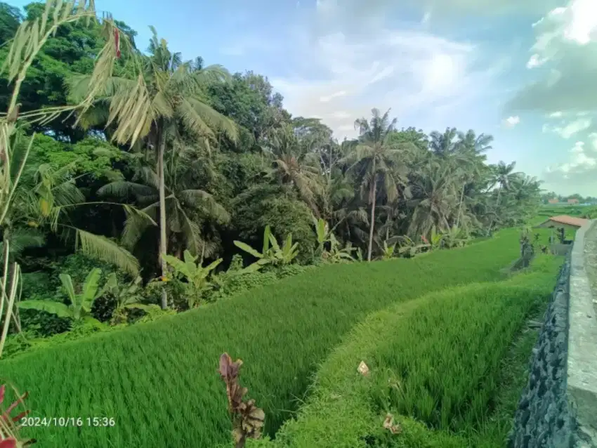 Tanah view jungle di Tegallalang 15 menit dari Ubud Center