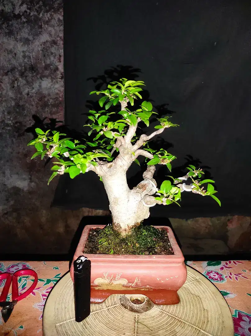 2 Bonsai Anting Putri Mame