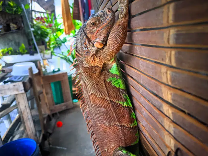 Iguana RED HEET