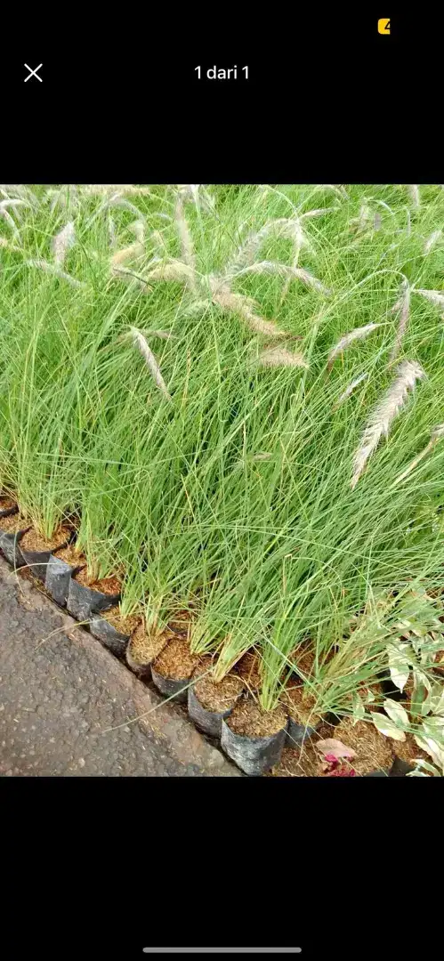 Pohon love grass/buntut kuda