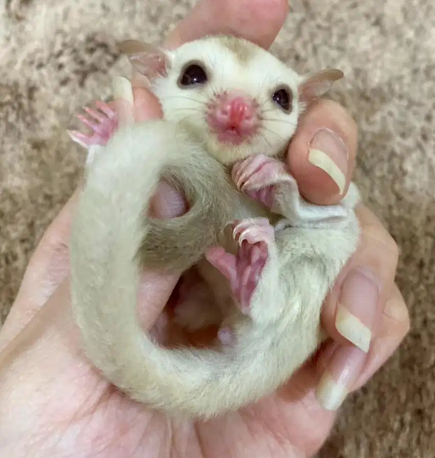 Joey Sugar Glider Creamino