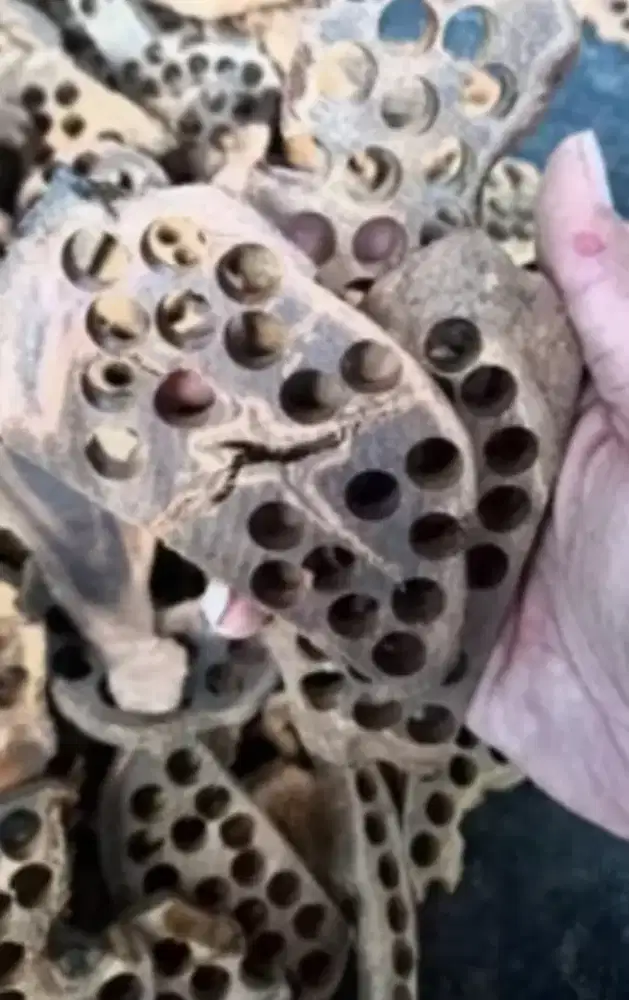 Aroma Terapi Gaharu Asli