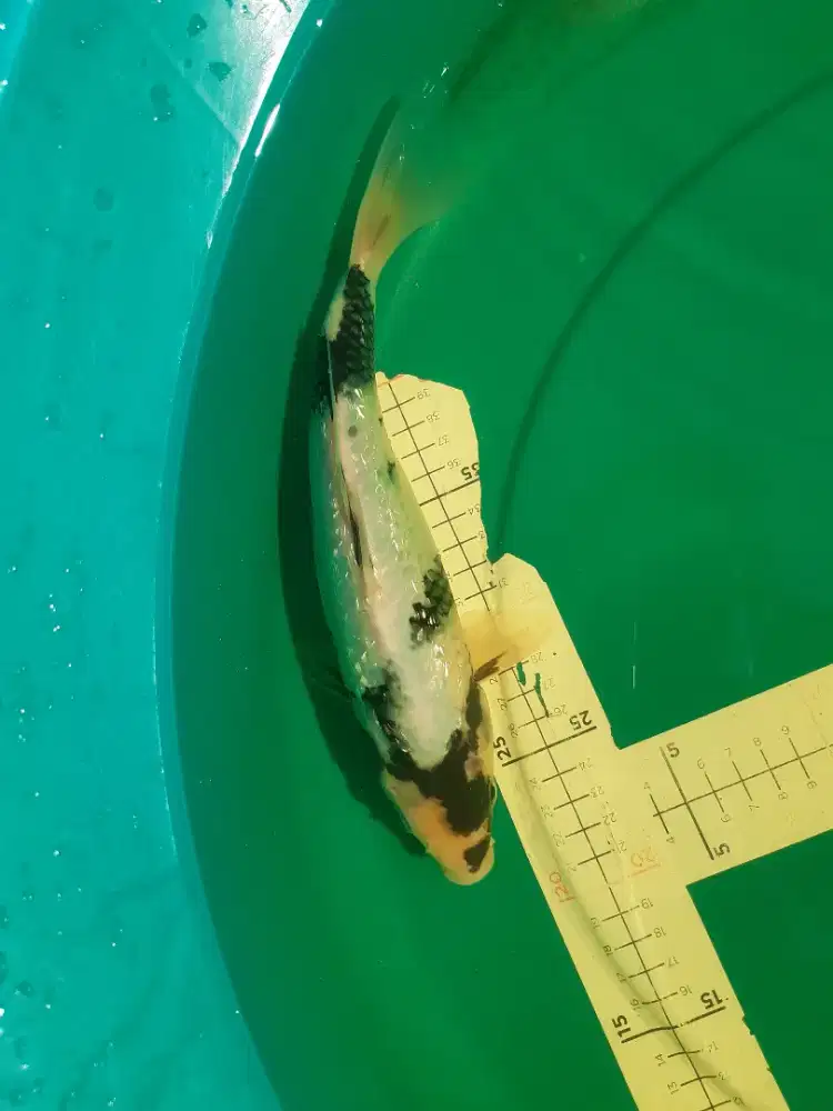 Ikan koi Shiro Ginrin 32cm bagus