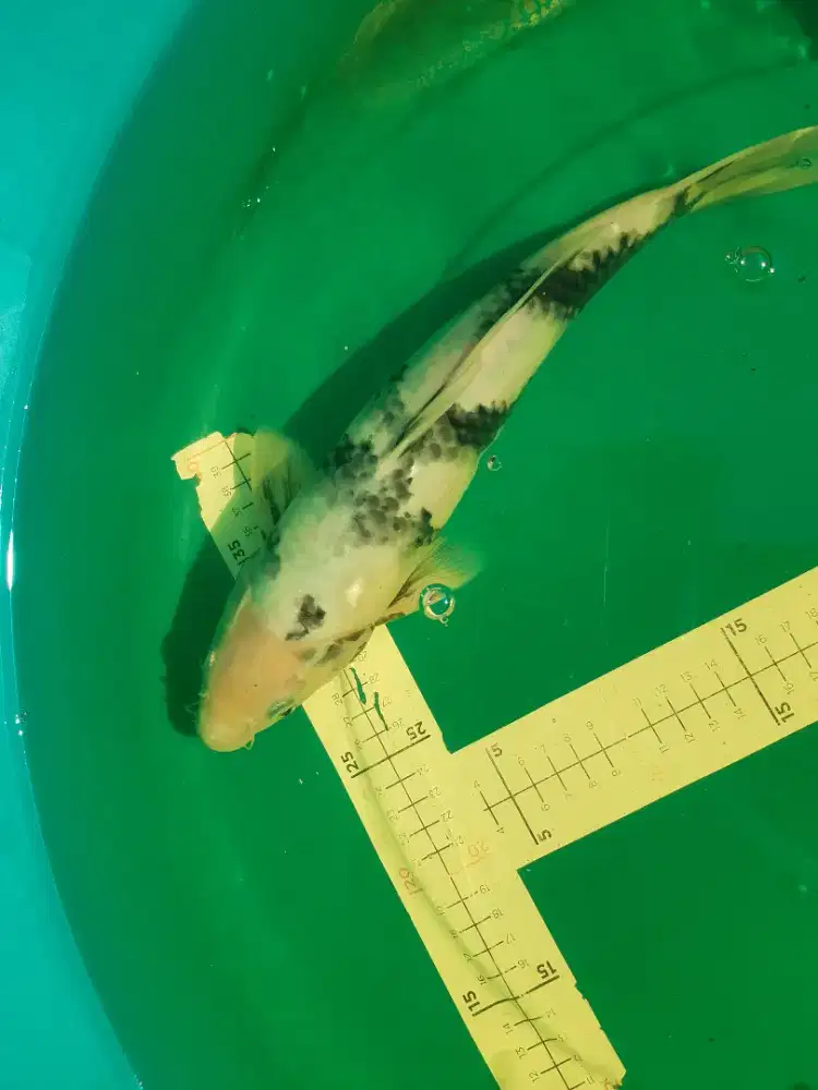 Ikan koi Shiro tategoi 37cm