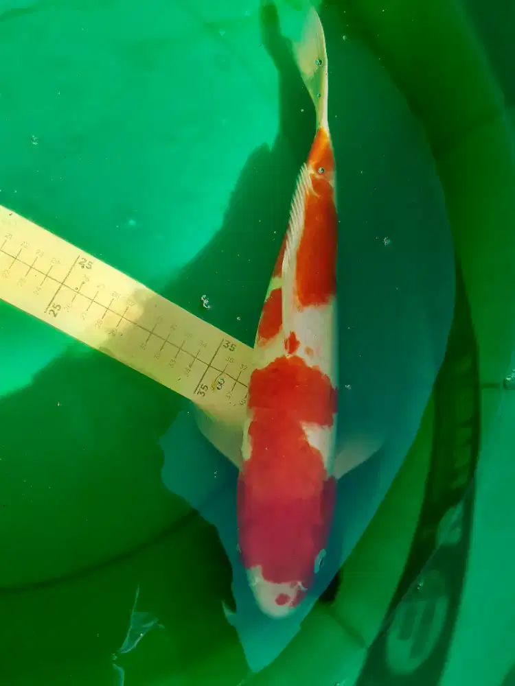Ikan koi Kohaku 38cm original