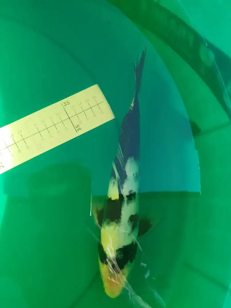 Ikan koi Shiro Utsuri 28cm asal Blitar