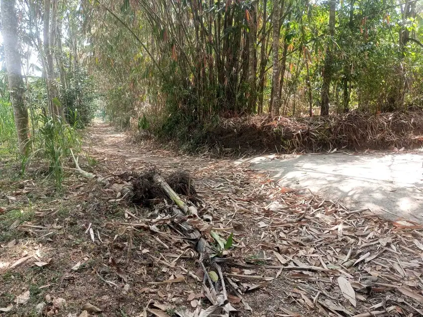 TANAH PEKARANGAN KEMALANG MURAH SHM LUAS 750M