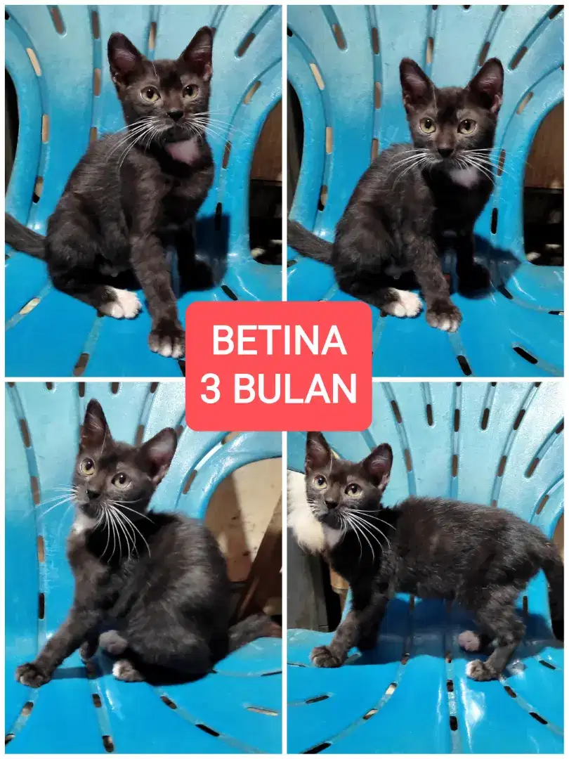 Kucing kitten mixdome persia free