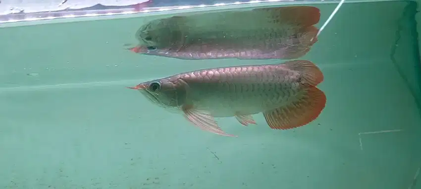 Arowana super red uniq (notail) 27-28cm