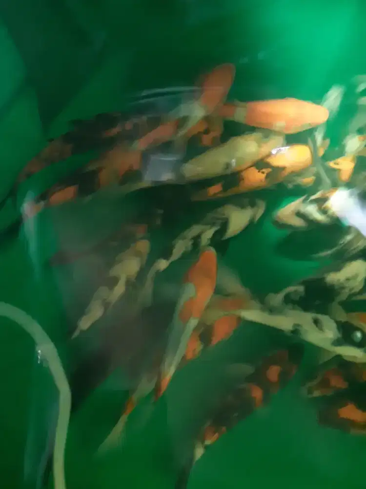 Ikan koi grade A ukuran 17-19cm Showa Shiro Utsuri