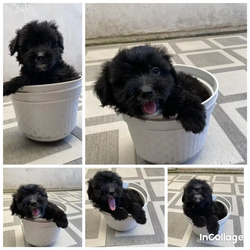 Anjing maltipoo dob 11 Juli 2024